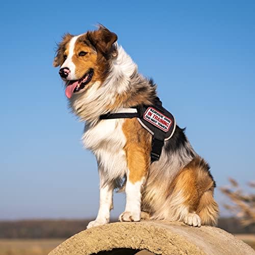 Gygyl 12pcs Serviço de cães de cães, peça para animais de estimação NÃO PET PACK, Tactical Pet em treinamento, gancho de fixador bordado e patch de loop para colares de colete de cachorro colares