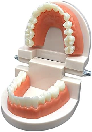 KH66ZKY 1: 1 Demonstração de Typodont dentes Modelo Tamanho da vida Dentes da boca humana Modelo da ferramenta de demonstração padrão para estudantes odontológicos Educação