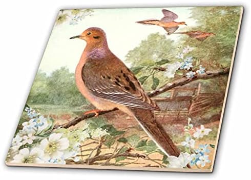 3drosrose luto de luto Vintage Art - Turtledove Illustration Birds Print - ladrilhos