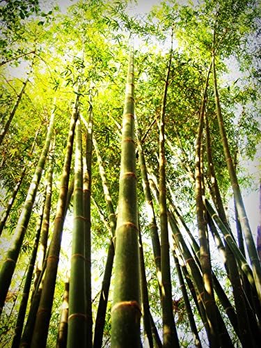 Escovas biodegradáveis ​​de dentes biodegradáveis ​​| Cerdadas de planta dura, macia/média | Vegano | Escova de dentes de plástico sem plástico | Embalagem biodegradável | Toda escova de dentes natural