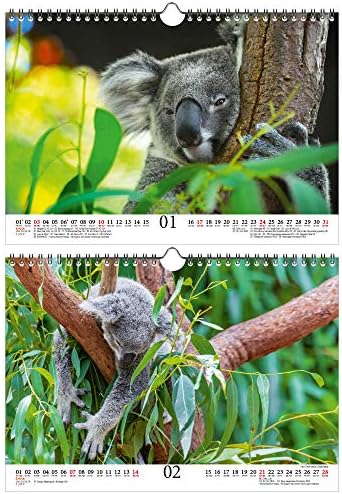 Calendário A4 Magic Koala para 2021 Koala Bears, Koala Gift Set Contents: 1x Calendário, 1x cartão de Natal