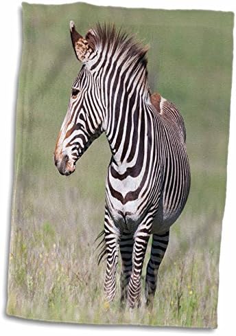 A 3drose Grevys Zebra é a maior equídeo selvagem, ameaçado de extinção, Quênia, África. - Toalhas