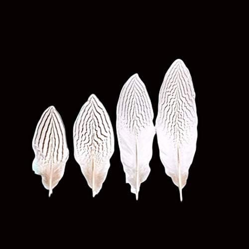 10pcs 10-80cm Plumas brancos naturais de faisão de faisão de prata cauda Lady Amherst Carnival Feathers