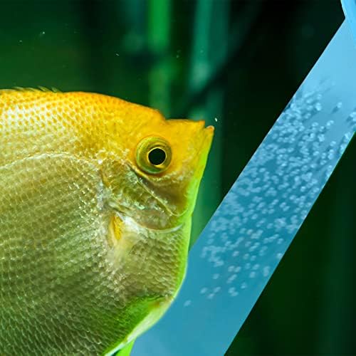 2 PCs PCs Angelfish Discus Fish Produced Slate para aquário, Blue Plastic Production Slate com copos de sucção, fornecendo