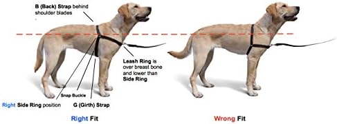 Softouch conceitos a sensação original de treinamento de treinamento de cães sem puxão