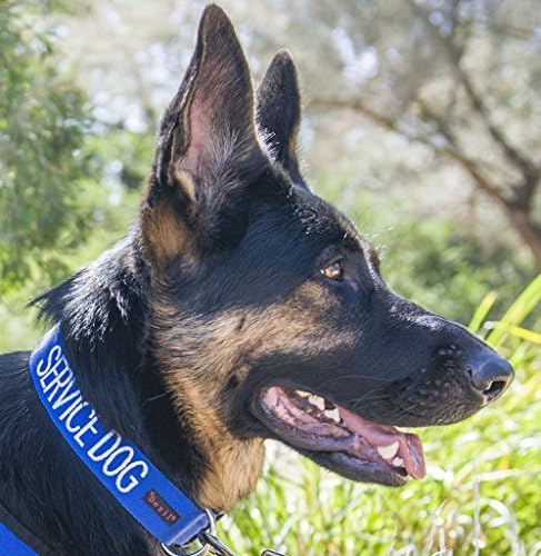 Serviço Cão Blue Blue Coded S-M L-XL Buckle Dog Collar Evita acidentes avisando os outros de seu cão com antecedência