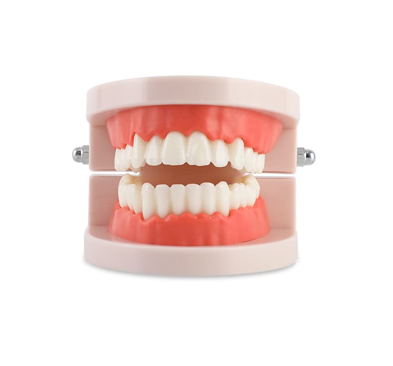 Modelo de dentes padrão, modelo de dentes de demonstração padrão para adultos para crianças ensino, educação, exibição limpa