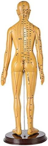 Modelo de ensino, anatomia humana - 50cm Modelo de acupoint humano Modelo de cobre de borracha de borracha feminino Aprendizando