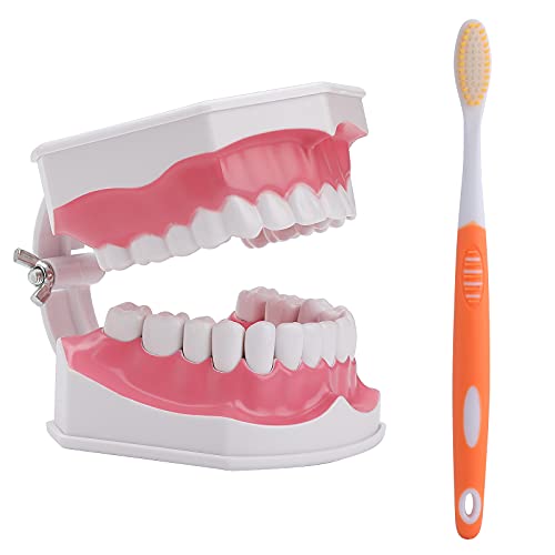 LVCHEN 2 vezes modelo de dentes com escova de dentes - dentes grandes de dentes grandes Crianças Ensino odontológico Estudo