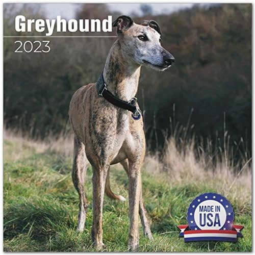 2022 2023 Calendário de Greyhound - Caso de parede mensal de raça de cachorro - 12 x 24 Open - Papel sem com olhares de espessura -