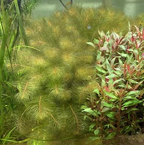 Tanques de peixes marcus vermelhos myriophyllum heterophyllum foxtail watermilfoil plantas de aquário vivo