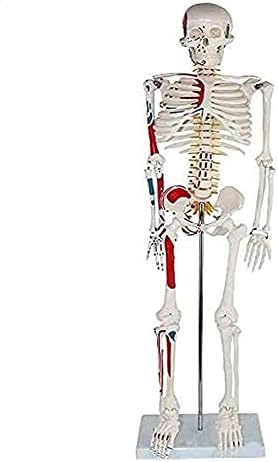 Qwert Modelo muscular do esqueleto do corpo humano com músculos numerando 602