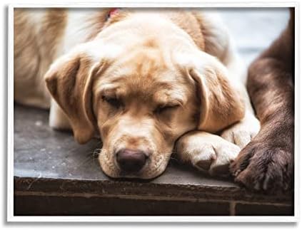 Stuell Industries Sweet Sleeping Dogs Rounding Paws Photography Photography Art, Design de James Dobson