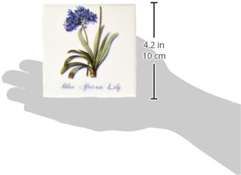 3drose ct_171231_1 lírio africano azul, impressão botânica de um lírio azul pequeno ladrilho cerâmico de cluster, 4 polegadas