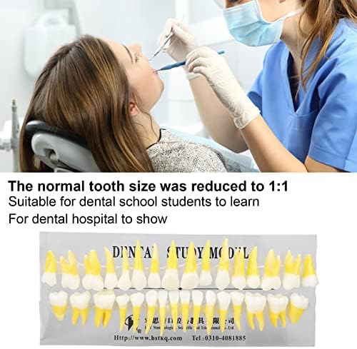 Modelo de dente permanente, cores duplas Aprendendo dentes permanentes Modelo de ensino para dentistas para laboratório