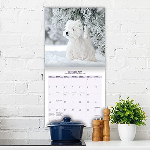 Magnet & Steel West Highland White Tradicional 2022 Calendário: calendário de cães - Calendário de parede 2022-2023, 12 meses - Presente