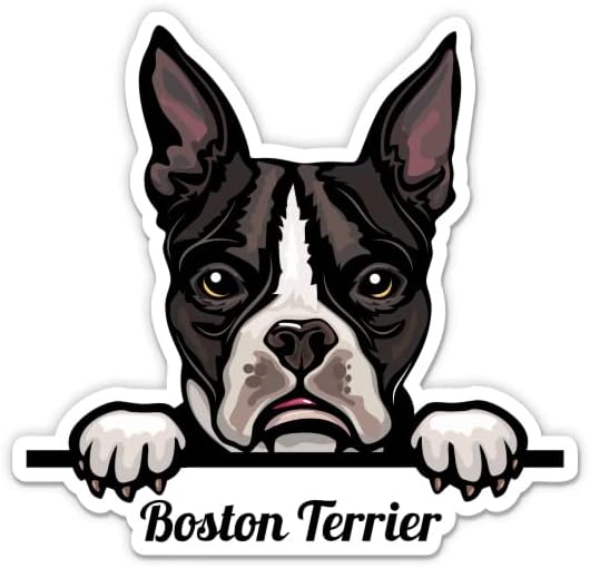 Adesivos de cachorro de Boston Terrier - 2 pacote de adesivos de 3 - vinil à prova d'água para carro, telefone, garrafa de água, laptop - decalques de Boston Terrier