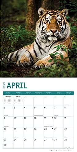 2023 Tigers Monthly Wall Calendário por dia brilhante, calendários por causa, 12 x 12 polegadas, bela fotografia de animais