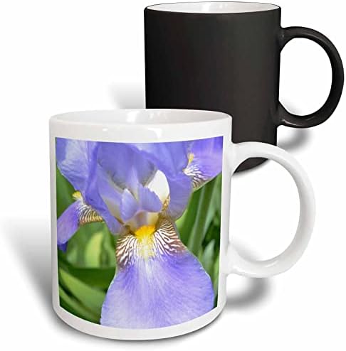 3drose roxa iris flor cerâmica caneca, 11 onças