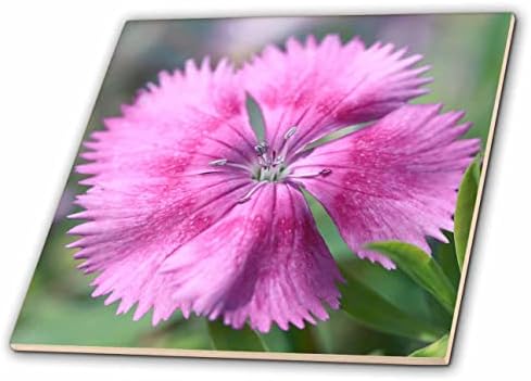 3drose uma macro fotografia de um dianthus rosa em flor. - Azulejos