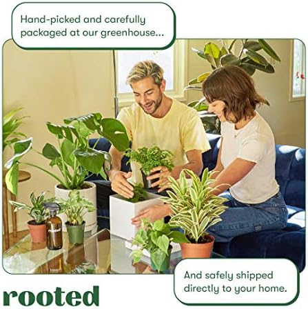 Sweetheart Philodendron - Philodendron Cordatum | Viva, fácil de cultivar e de baixa manutenção planta de casa