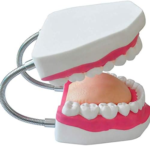 Modelo de Torso Humano de ACDUER Modelo Modelo de Demonstração Dental Modelo Dentista Ensino