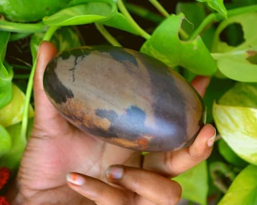 3,5 polegada Shiva Lingam Stone Egg da Índia. O leito do rio do rio Narmada na Índia - -6025