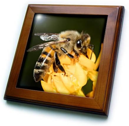 3drose USA, Califórnia. Mel abelha na flor. 6 por 6 polegadas telhas decorativas, 8x8 emolduradas, transparentes