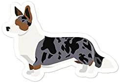 Blue Merle Cardigan Welsh Corgi Dog Lover Proprietário Vinil, branco, 4x4