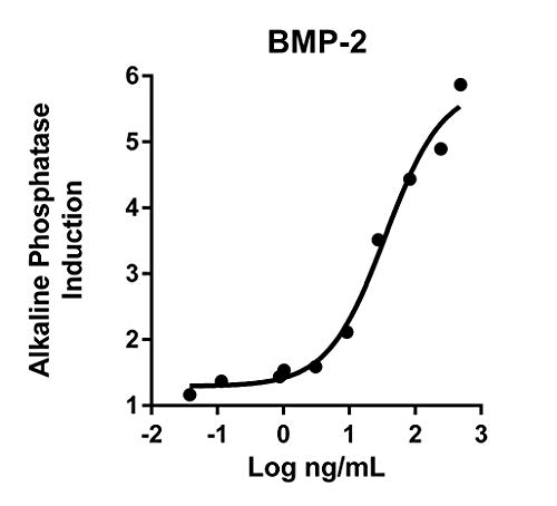 BMP-2 humano recombinante humana 10UG