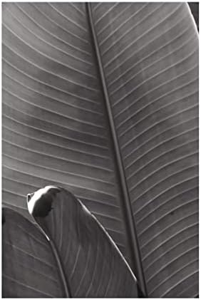 Marca registrada Bine Art 'Palm Detalhe III BW' Arte de tela por portfólio de maçã selvagem 16x24