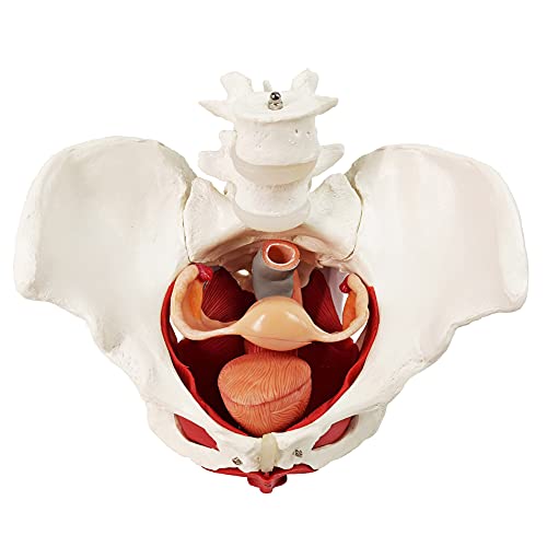 Modelo feminino de pelve e períneo com órgãos removíveis, montagem magnética, modelo anatômico do músculo pélvico feminino e ovário da vagina do útero, bexiga, reto de 6 partes para ensino de aprendizagem, exibição